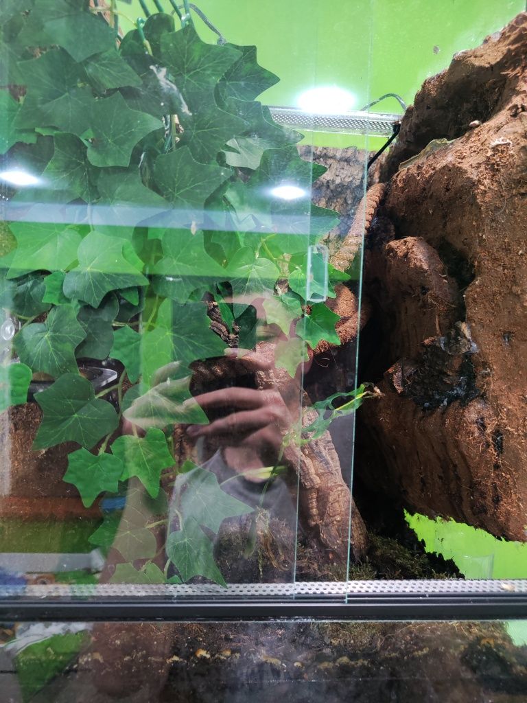 Gekon orzęsiony + terrarium 40x40x60