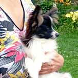 Spaniel kontynentalny miniaturowy Papillon suczka tricolor ZKwP FCI