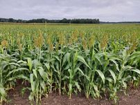 Sorgo kiszonkowe  / Bovital / Nutri Honey / Suzy; ziarnowe RGT Leggend