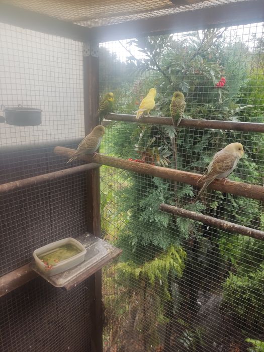 Sprzedam papugi faliste