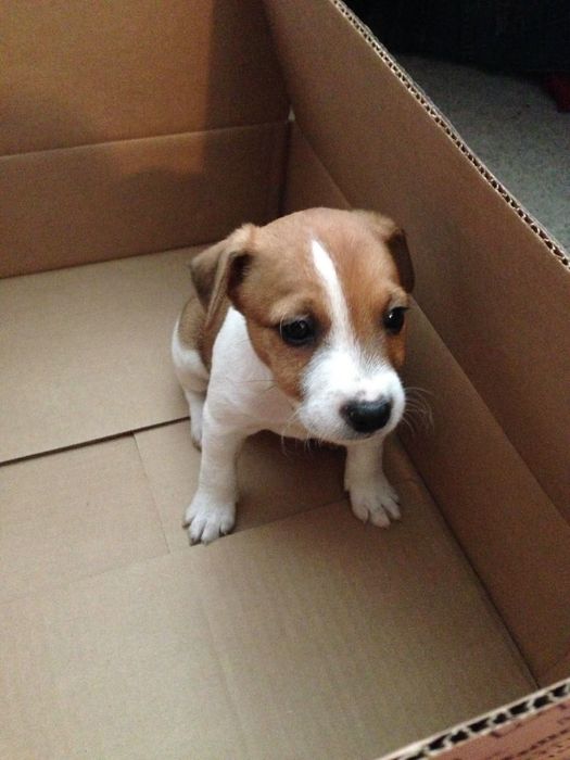 Джек рассел терьер, щенок пес патрон