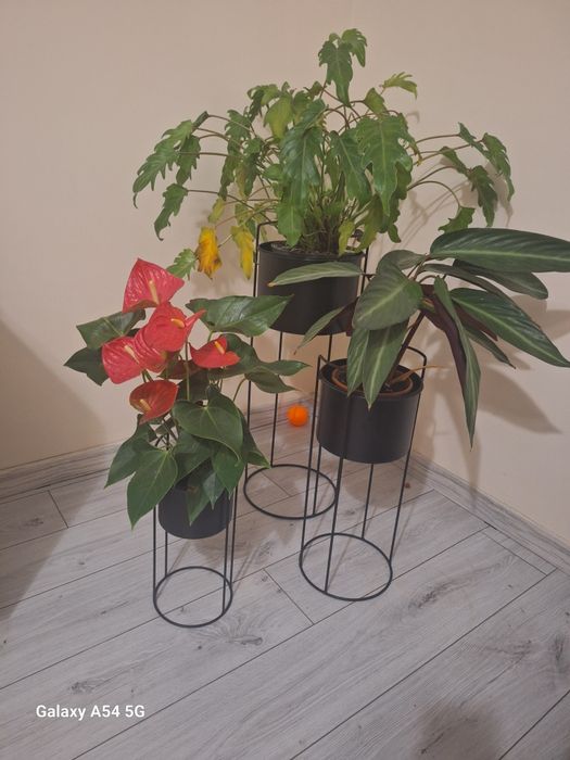 Kwiatki wraz z stojakami