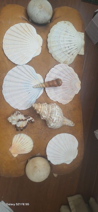 Akwarystyczne Muszle dekoracyjne 9 sztuk