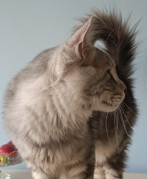 Maine coon kocurek srebrny rodowód FPL