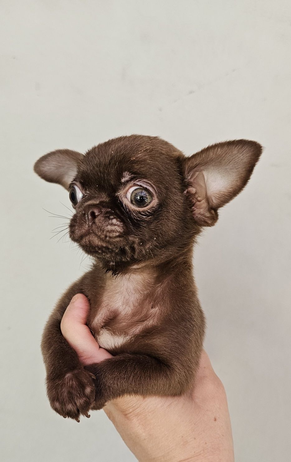Chihuahua czekoladowy piesek z rodowodem