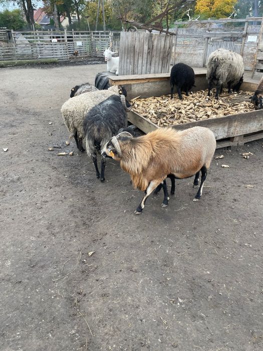 Sprzedam kozy owce o baranki
