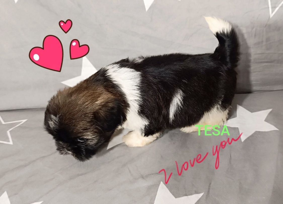 Shih Tzu suczka z rodowodem gotowa do odbioru.