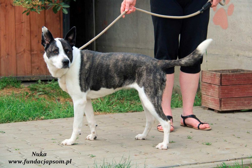 Nuka - suczka w typie amstaffa