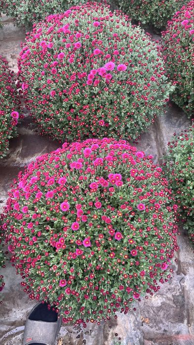 Sprzedam chryzantemy drobnokwiatowe churt/detal