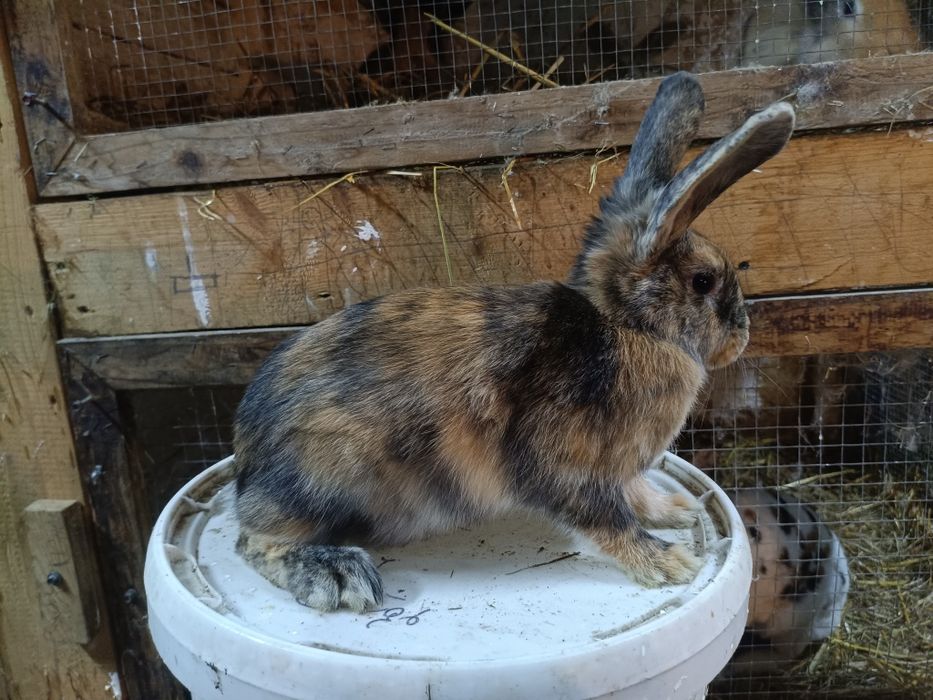 Samiczki mieszance Belg/rex 5 miesięcy