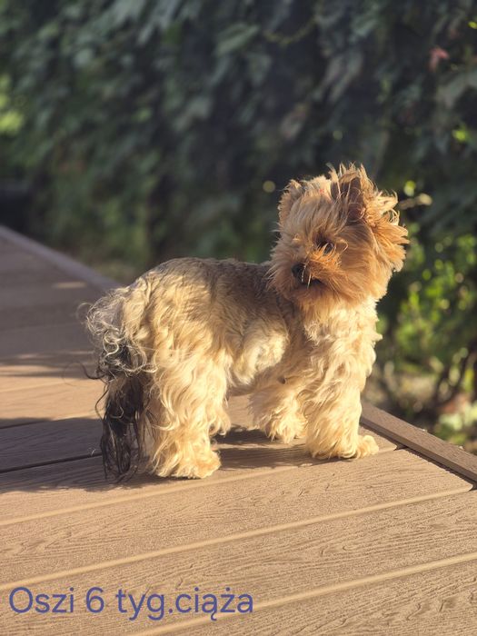Yorkshire Terier ,suczka czarna