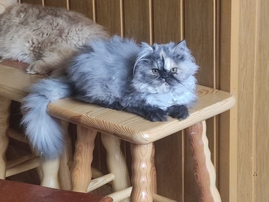 Kotka perska, pers persy