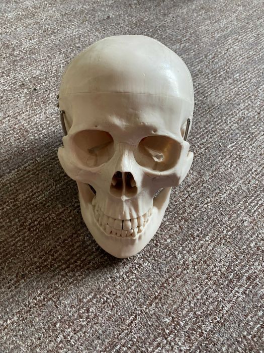 Szkielet, model anatomiczny Halloween