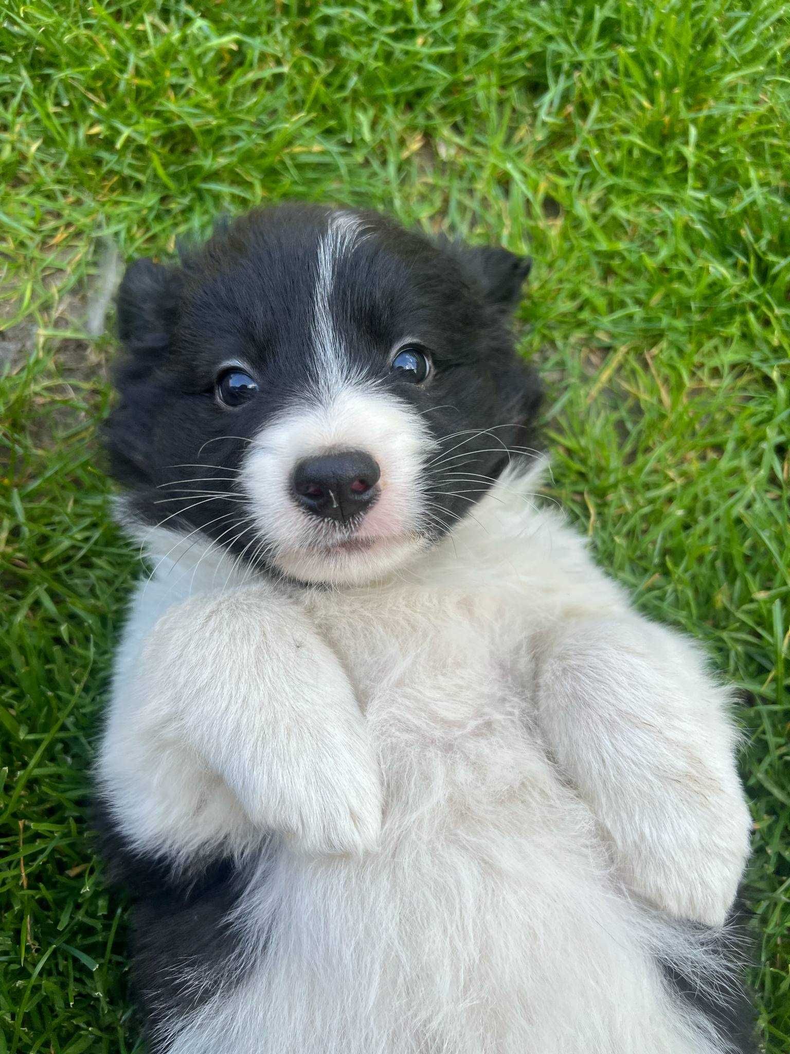 border collie suczka
