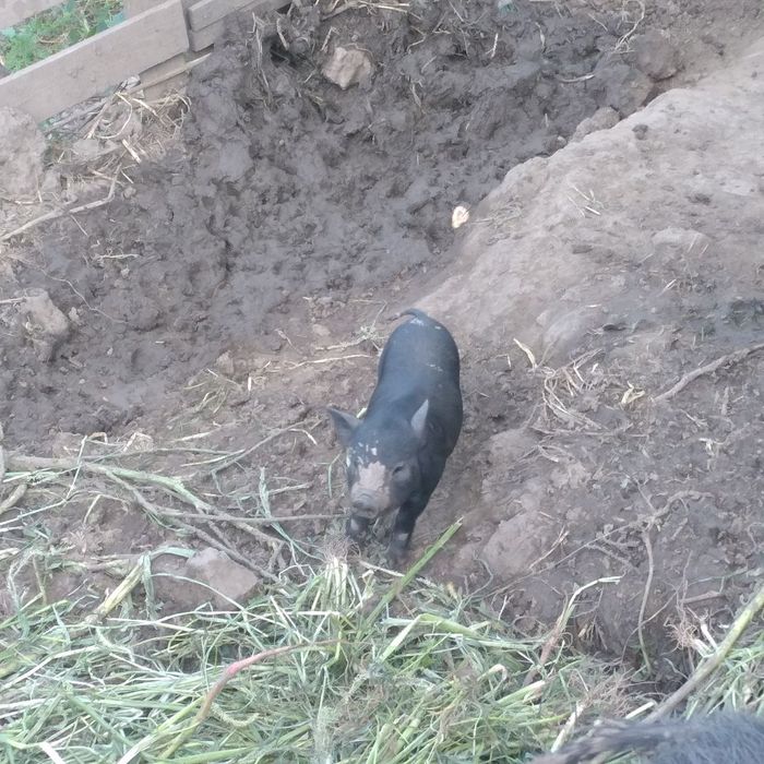 Продам поросят въетнамских