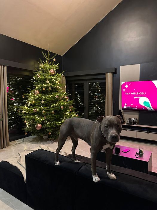 Zapowiedź miotu! American Staffordshire Terrier BLUE Champion Line