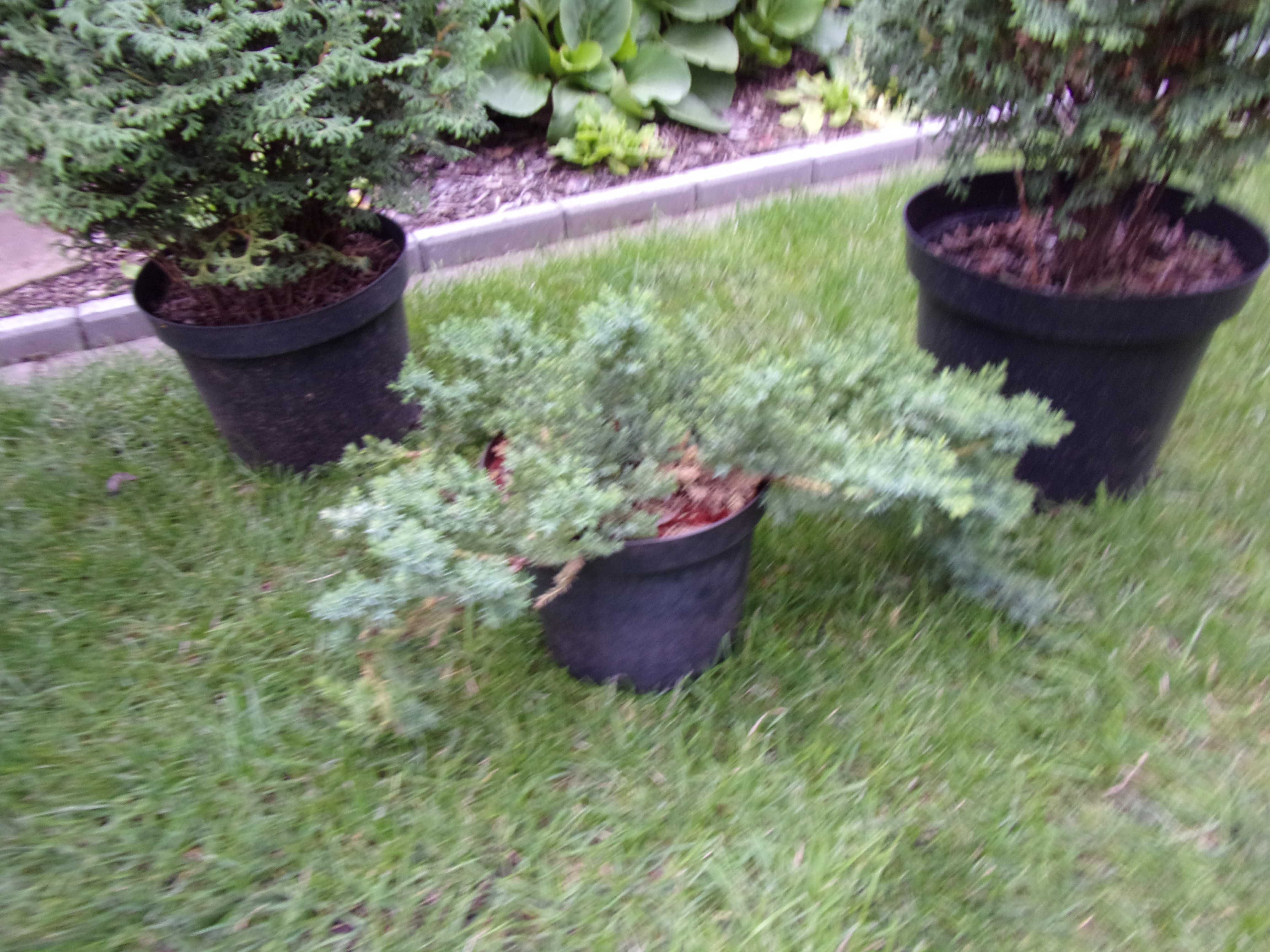 tuja na nodze na pniu kula wys 94cm gratis odbiór w Olsztynie