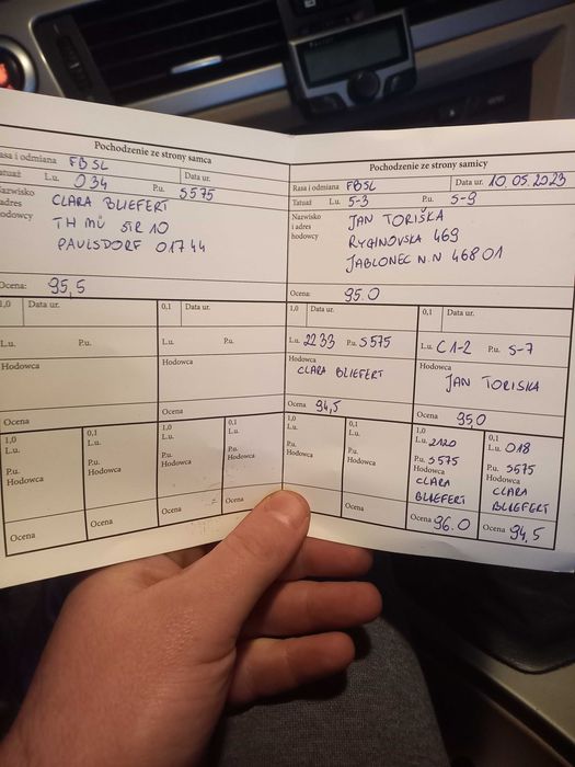 Baran francuski szynszylowy samiec szynszyl rodowód