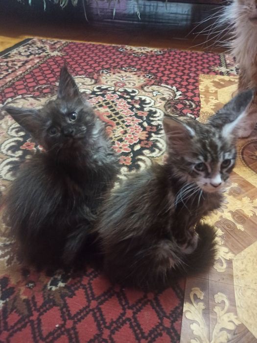 Гарненький двохмісячниймейн кунчик