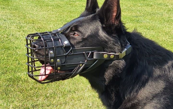 Dingo Gear K9 Kaganiec Fizjo Średni Owczarek Niem