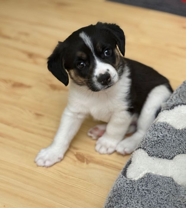 Oski mały szczeniak do adopcji