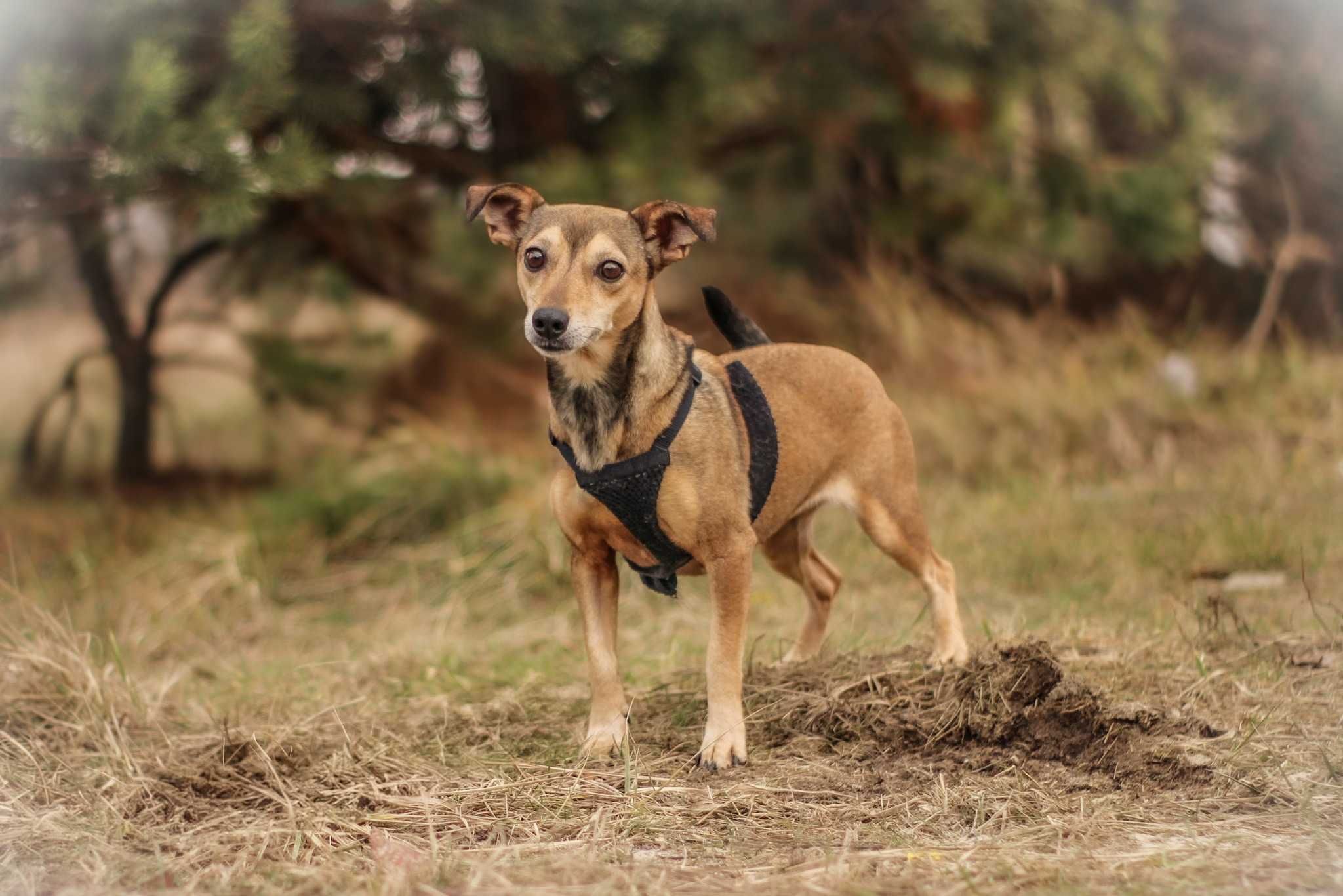 Neila ok.5 let.malutka, nakolankowa sunia do pilnej adopcji Dorcia Sav