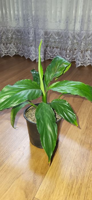 Спатифілум жіноче щастя