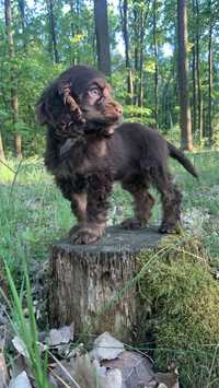 Cocker Spaniel suczka