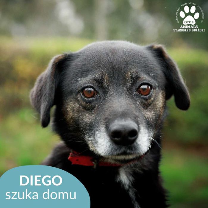 Smutny Diego czeka na nową rodzinę!