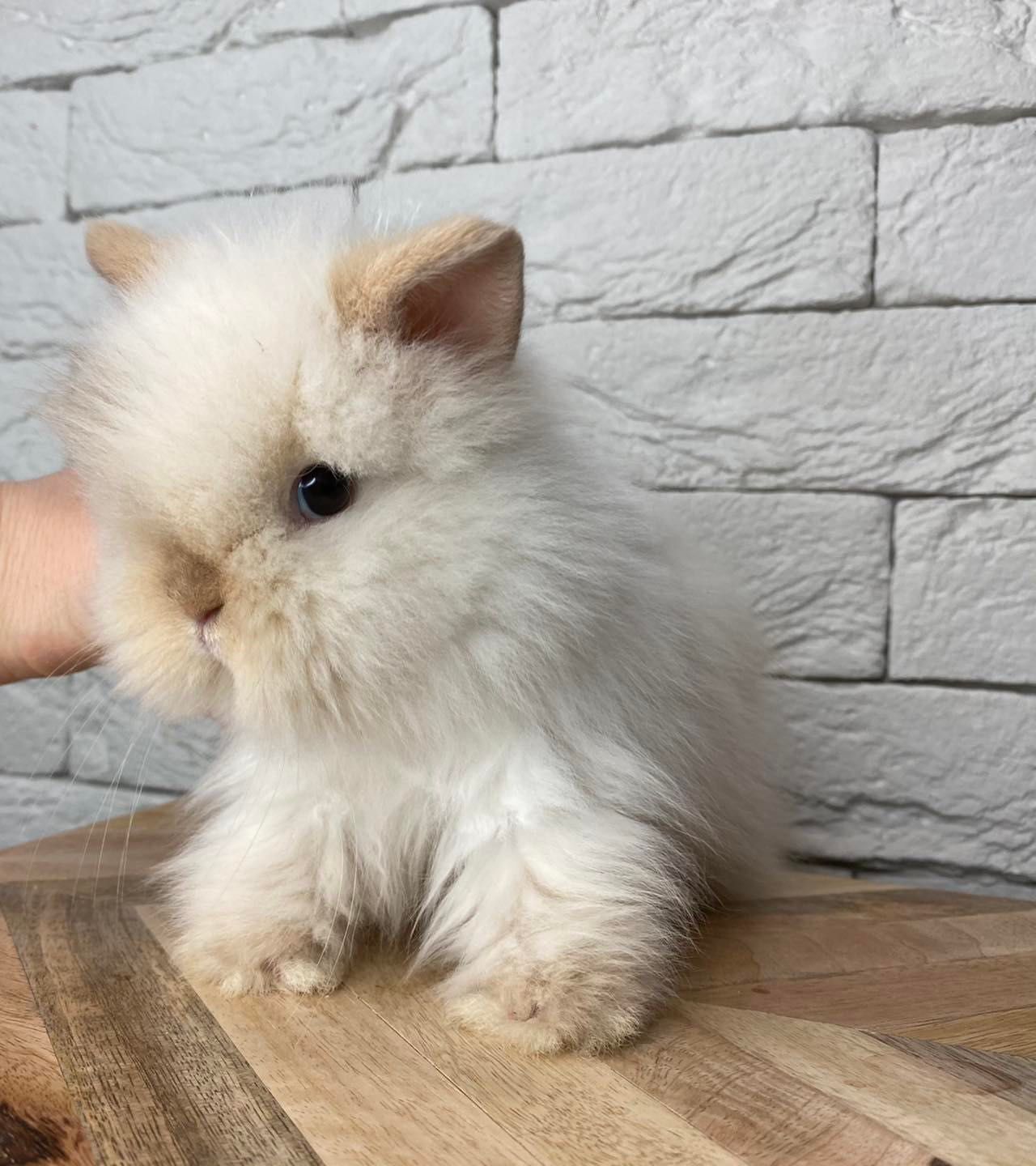 Mini lop teddy karzełek zarejestrowana hodowla