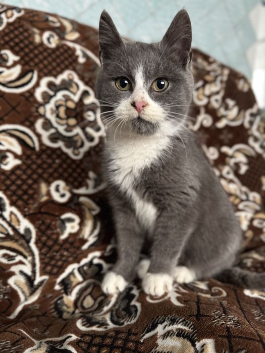 Віддамо кошенята в добрі руки