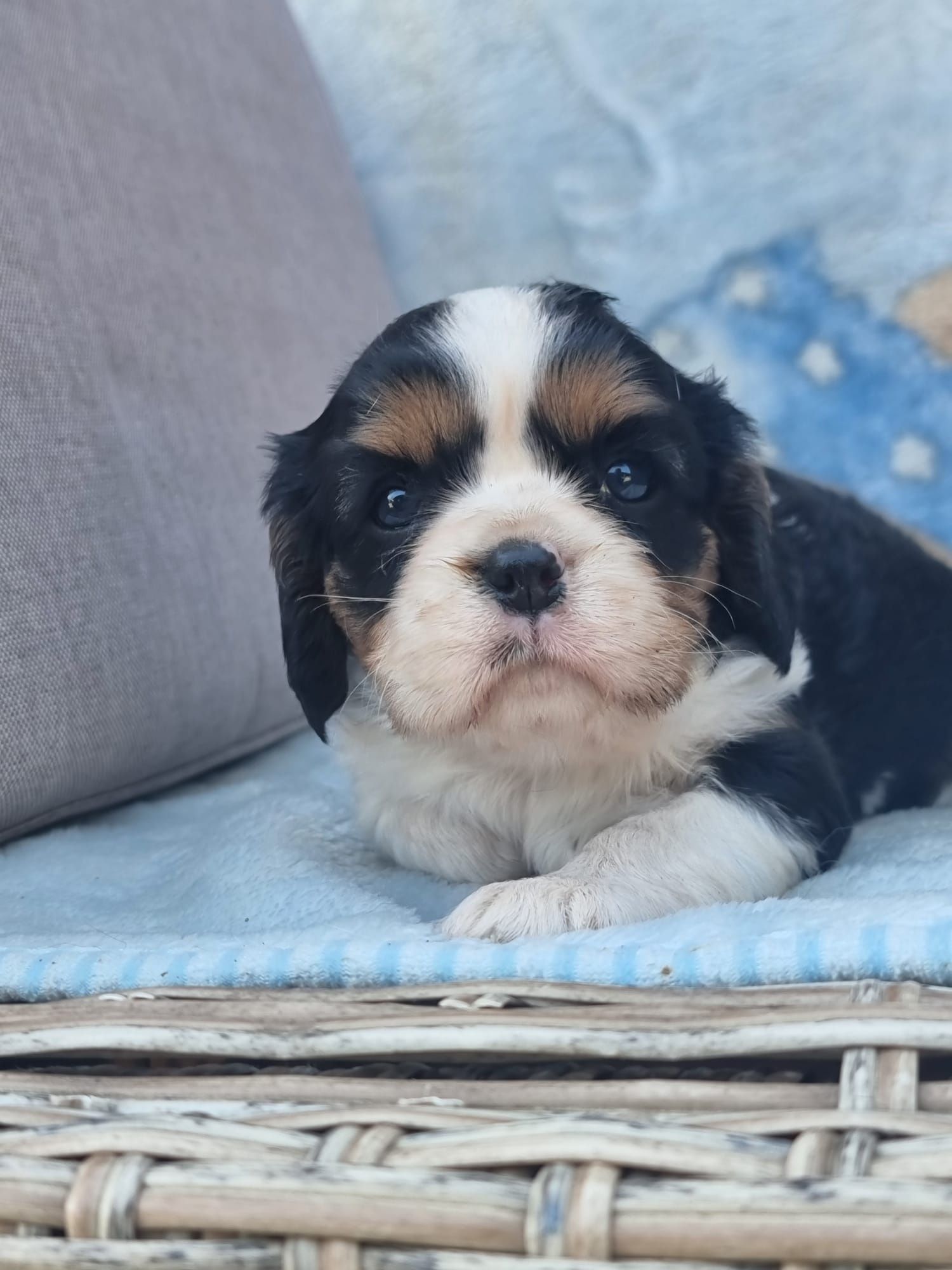 CAVALIER King Charles Spaniel tricolor suczka szczeniaki