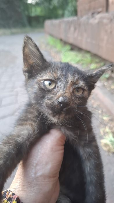 Врятовані кошенята шукають родину