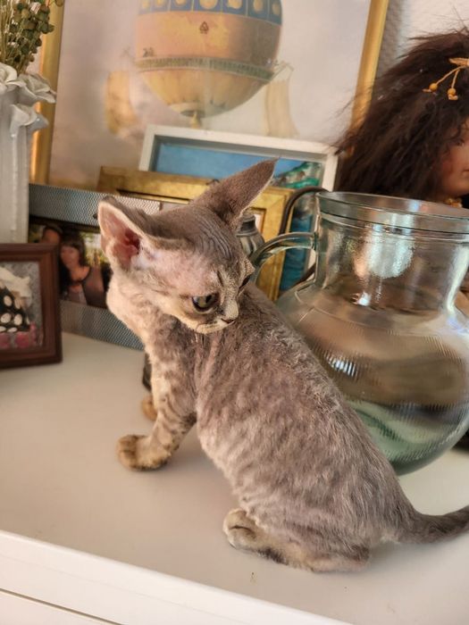 Dziewczynka Devon Rex niebieska