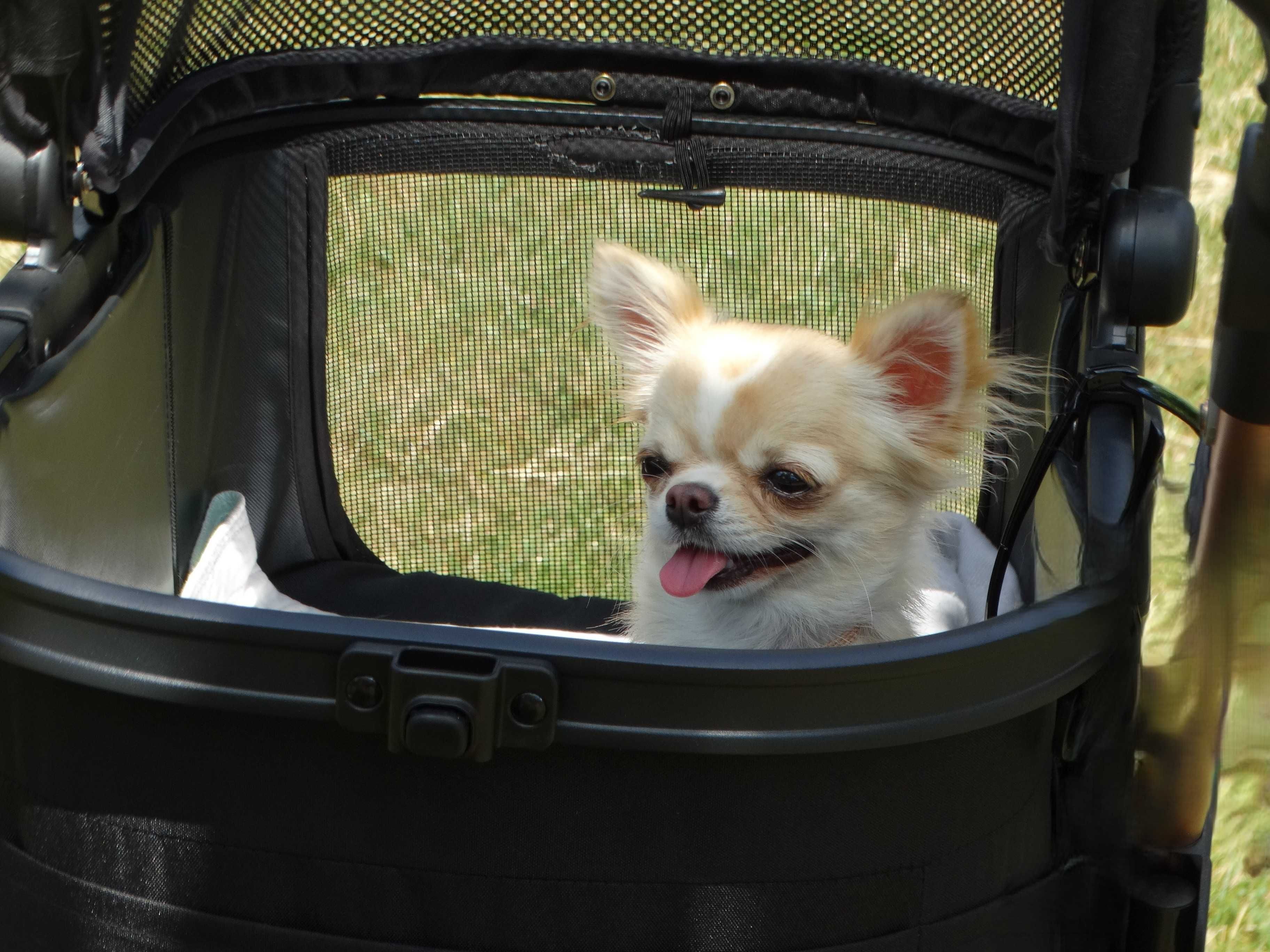 Chihuahua długowłosa mała dziewczynka ZKwP FCI