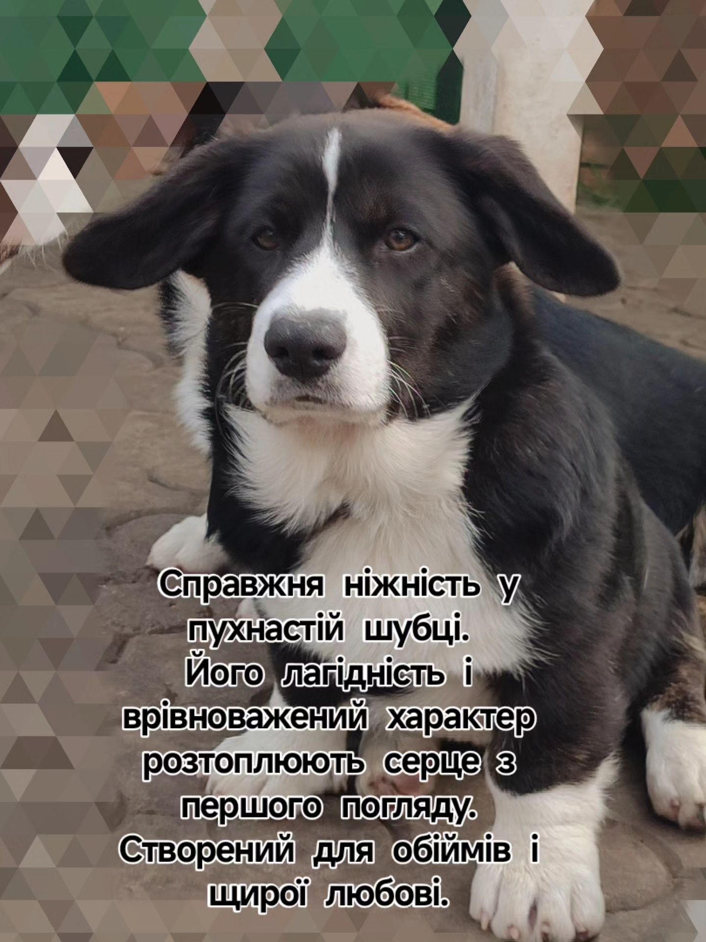 Коргі кардіган , хлопці ,ціна 20000