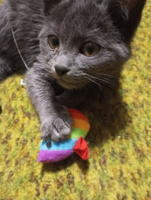 Кошеня в добрі руки Коростень