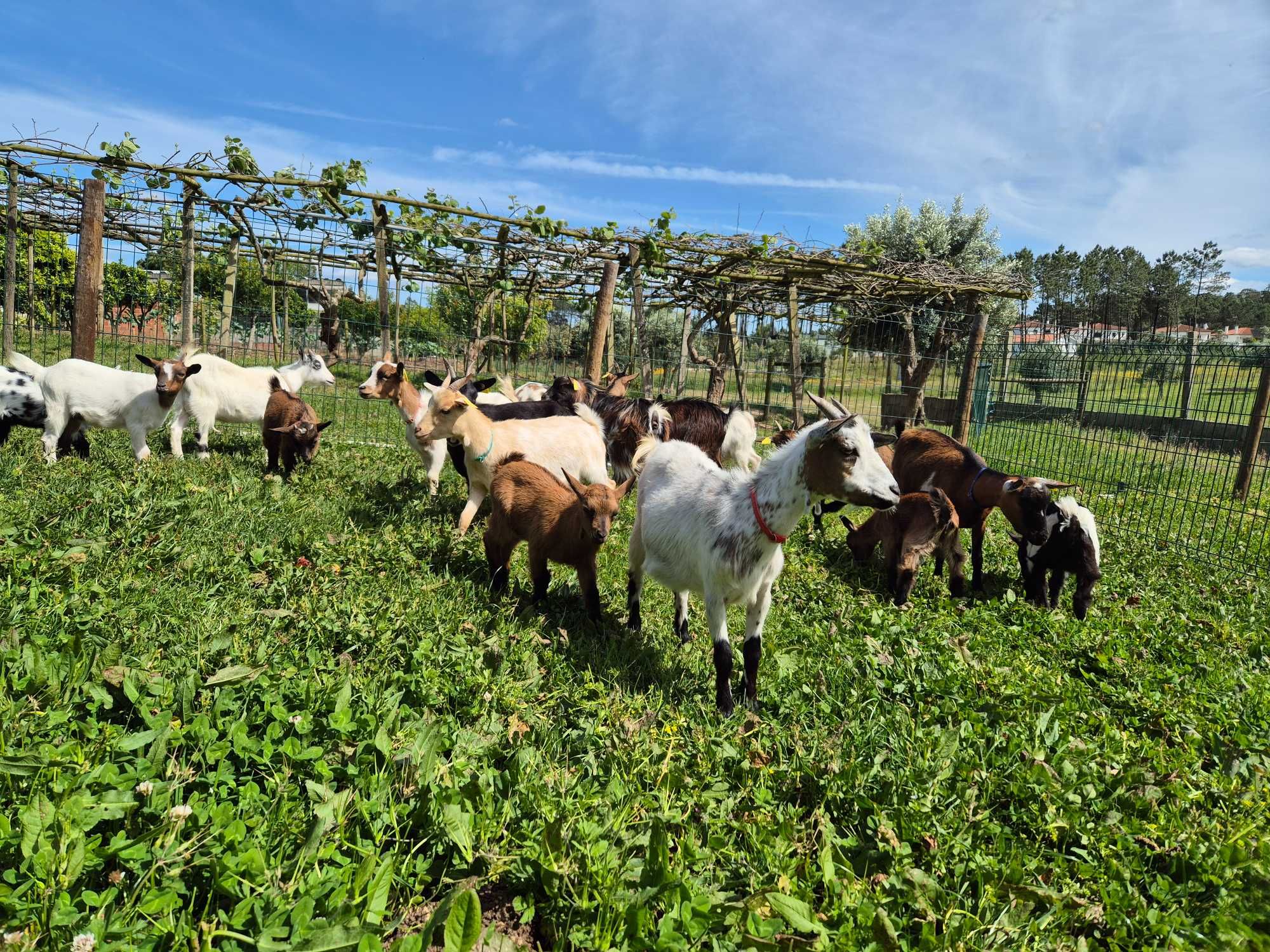 Cabras Micro Anãs