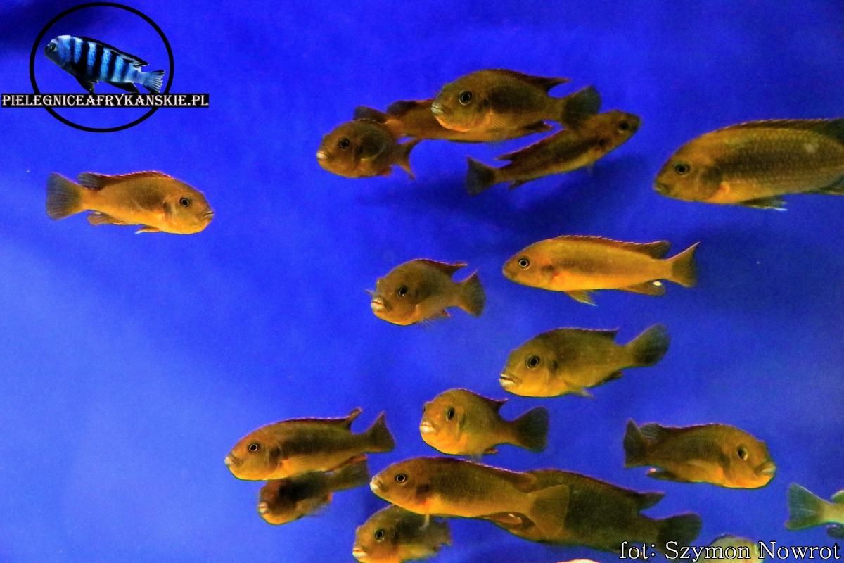 lodotropheus sprengerae makokola reef. Pyszczaki z Malawi.