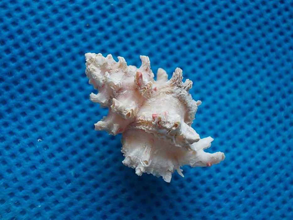 Muszle morskie- Attiliosa nodulifera