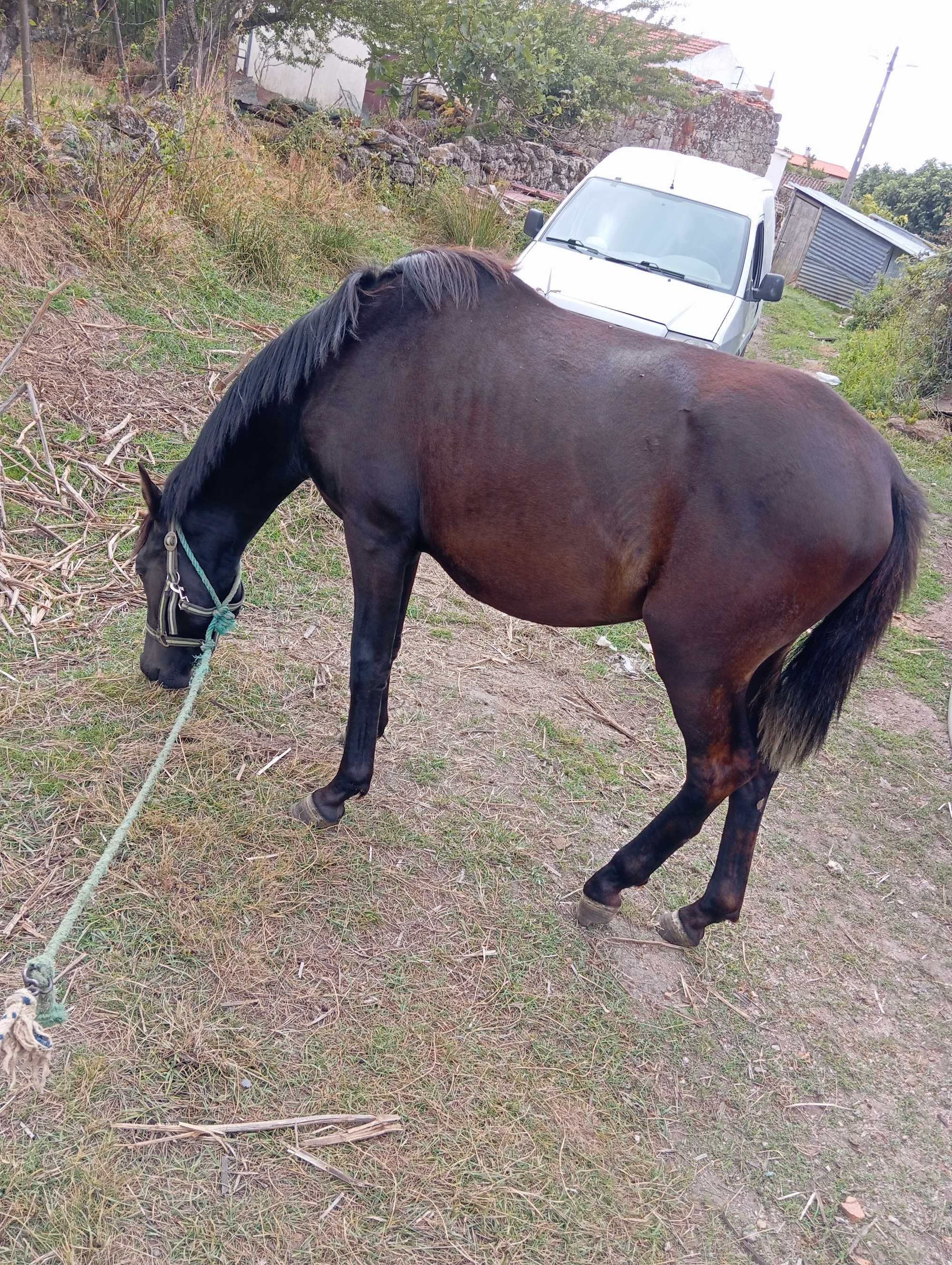 Poldro cruzado lusitano