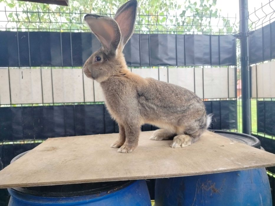 Olbrzym belgijski samiec