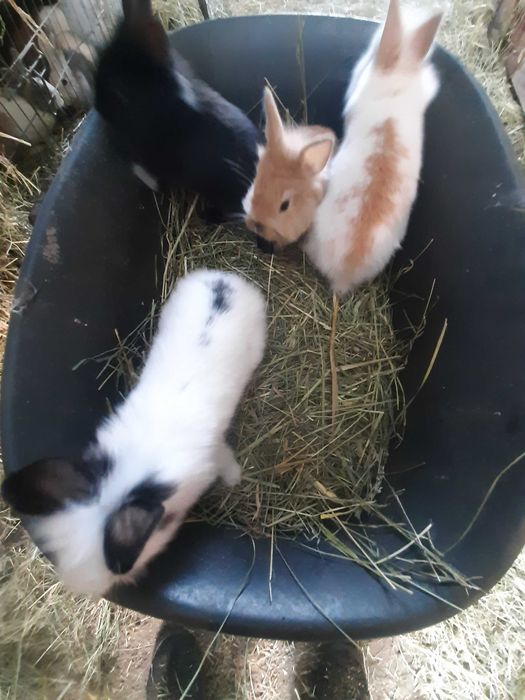 Kroliki karzelki miniaturki