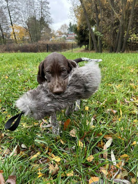 wyżeł niemiecki krótkowłosy Zkwp/Fci