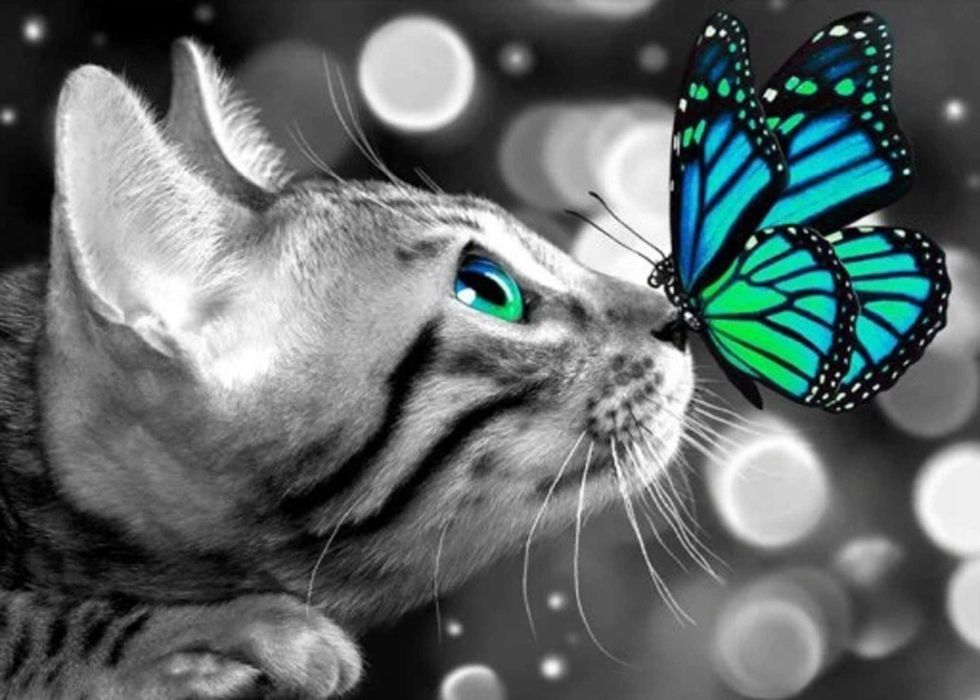 Malowanie Po Numerach Kot Motyl Obraz z Ramą 40x50