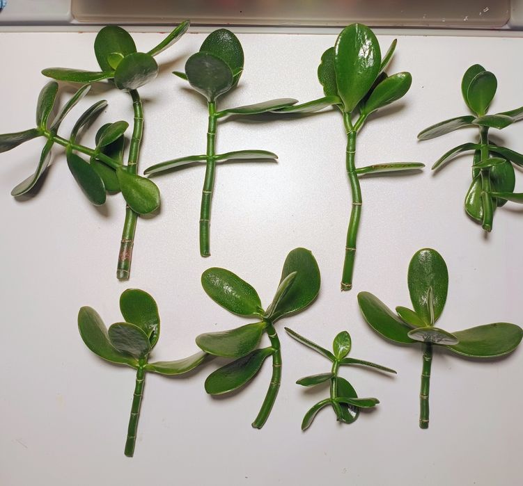 Красула, толстянка, денежное дерево