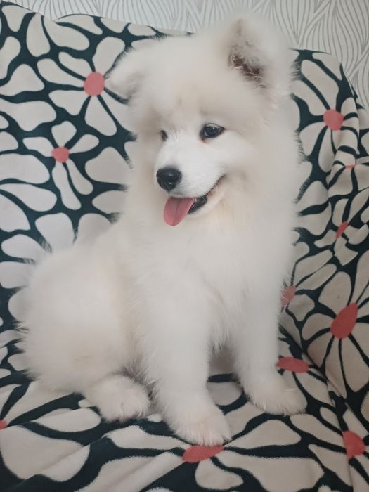 Sprzedam szczeniaka Samoyed/ Samojed FCI JUŻ DO ODBIORU
