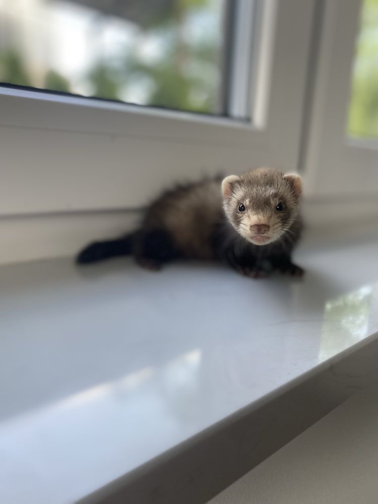 Samczyk fretka gotowy do odbioru