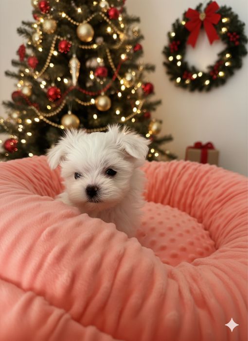 Maltańczyk mini cudo . JUŻ DO ODBIORU