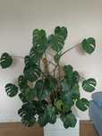 Duża Monstera w donicy 130 cm